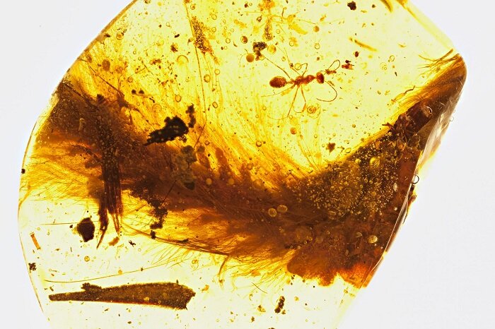 Янтарь с фрагментом хвоста. Current Biology