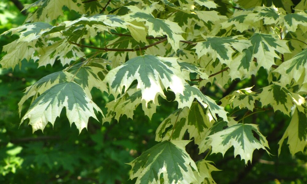 Клён остролистный