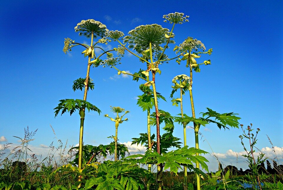 Борщевик Сосновского (Heracleum sosnowskyi)