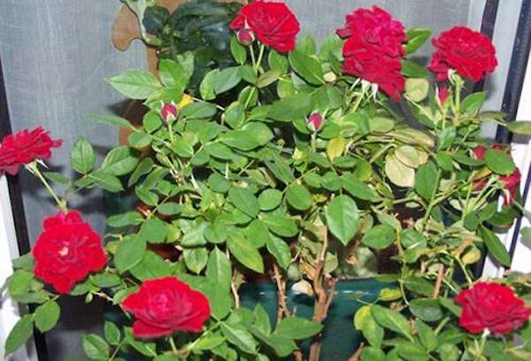 Чем обработать розу от паутинного клеща: 6 эффективных и бюджетных средств