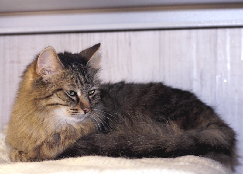 Может подружить с собакой