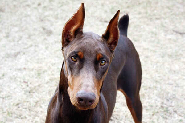 взято из открытого источника