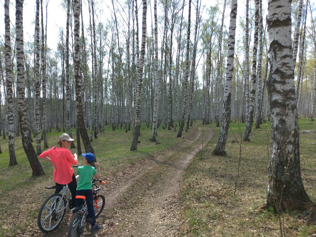 Лес рядом с нашим домом. Фото из личного архива.