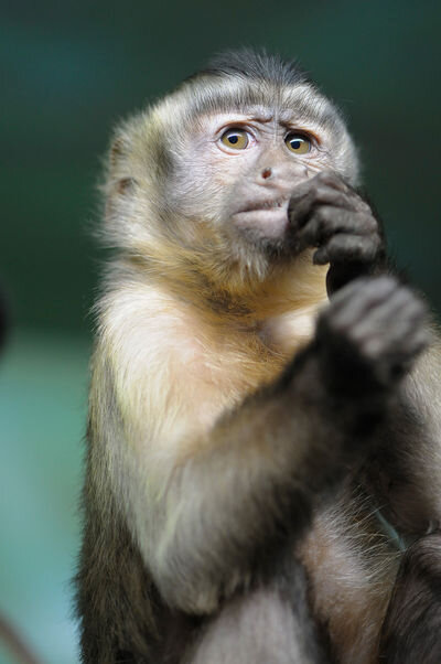 «Экзоопарк» в ТРЦ РИО