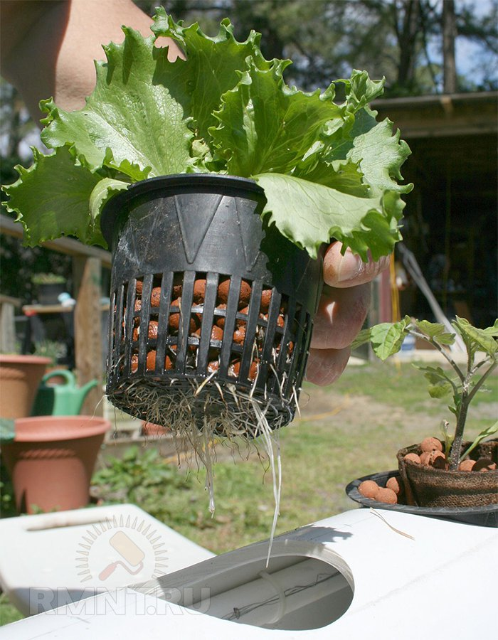 Гидропоника (выращивание комнатных растений на воде)