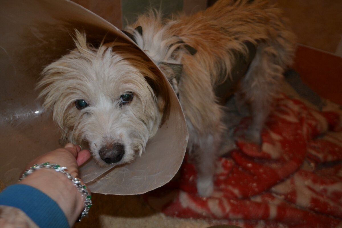 Первый дни после операции