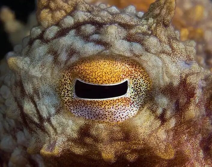 Секрет цветного зрения осьминогов и каракатиц оказался связан с формой зрачка