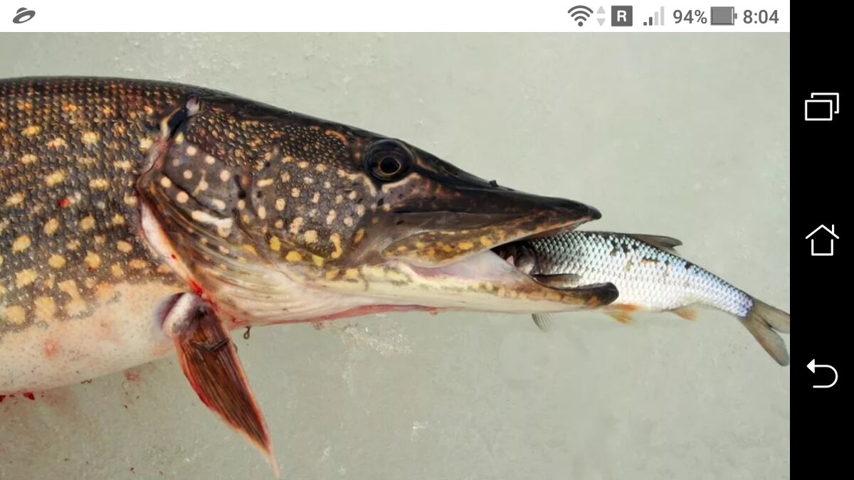 фото Зимняя жерлица для ночной поставушки на щуку + судака