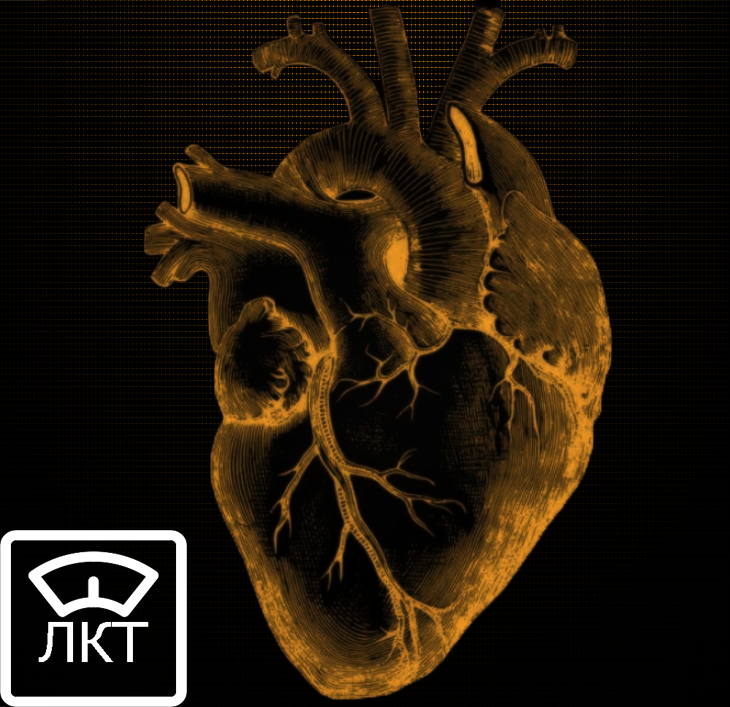 сердце. мышца, центр