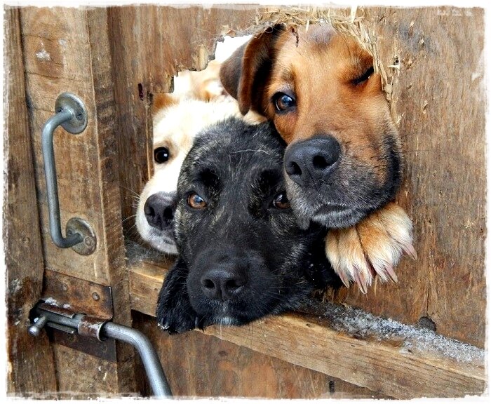 Любопытные