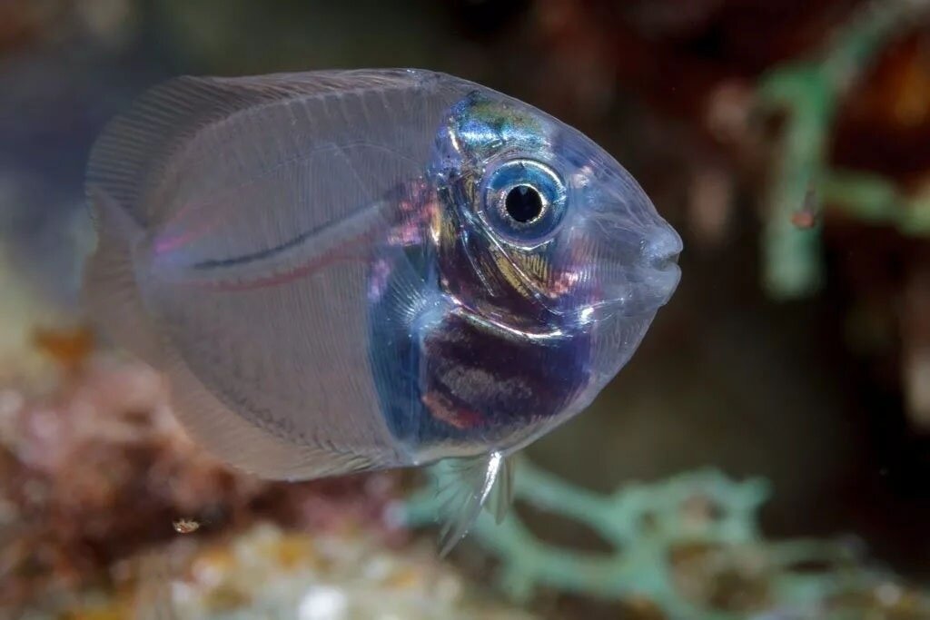 Unusual fish. Рыба хирург малек. Стеклянный окунь аквариумная рыбка. Сальпа Маджоре рыба. Голубой хирург малек.