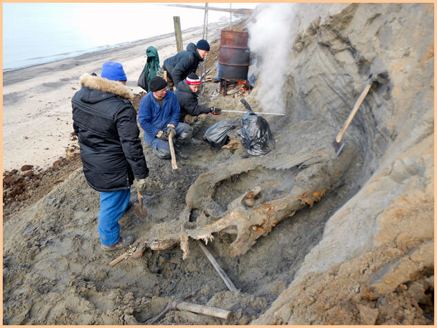 Таймырский мамонт. Его мясо попробовали не менее 20 человек