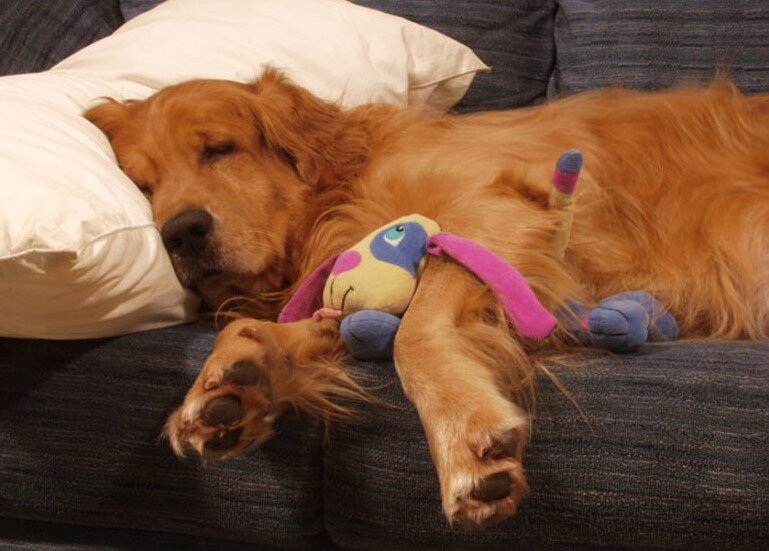 Услышав от хозяина команду, "невозмутимый Джо" почти сразу забудет о том, что ему приказали