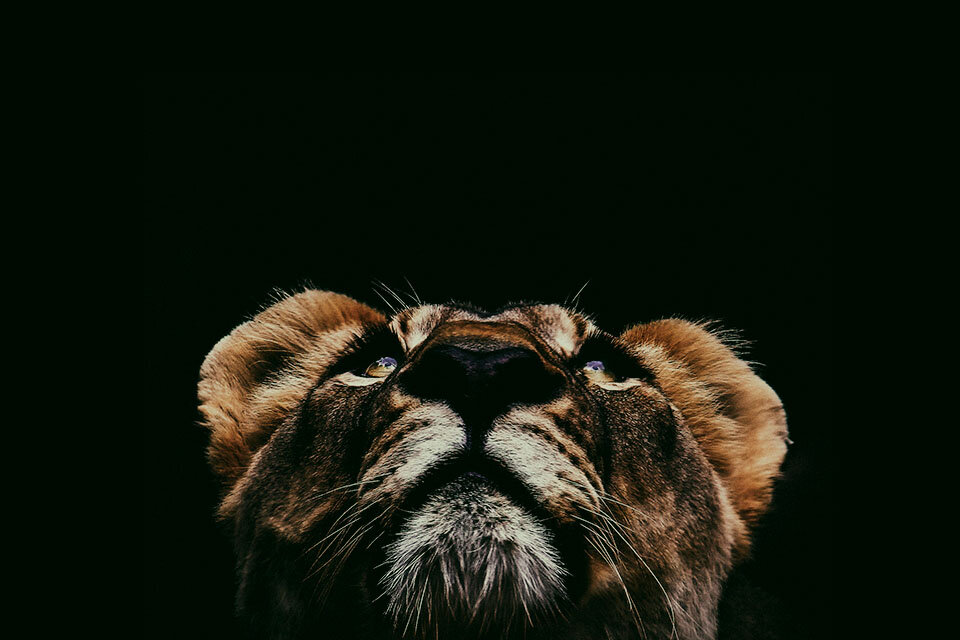 Фото: Яндекс картинки