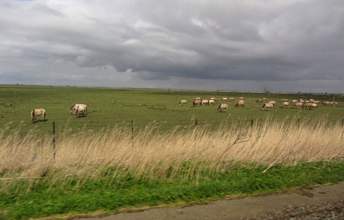 Фото автора, Нидерланды, Флеволанд (вид из электрички). 2017 год
