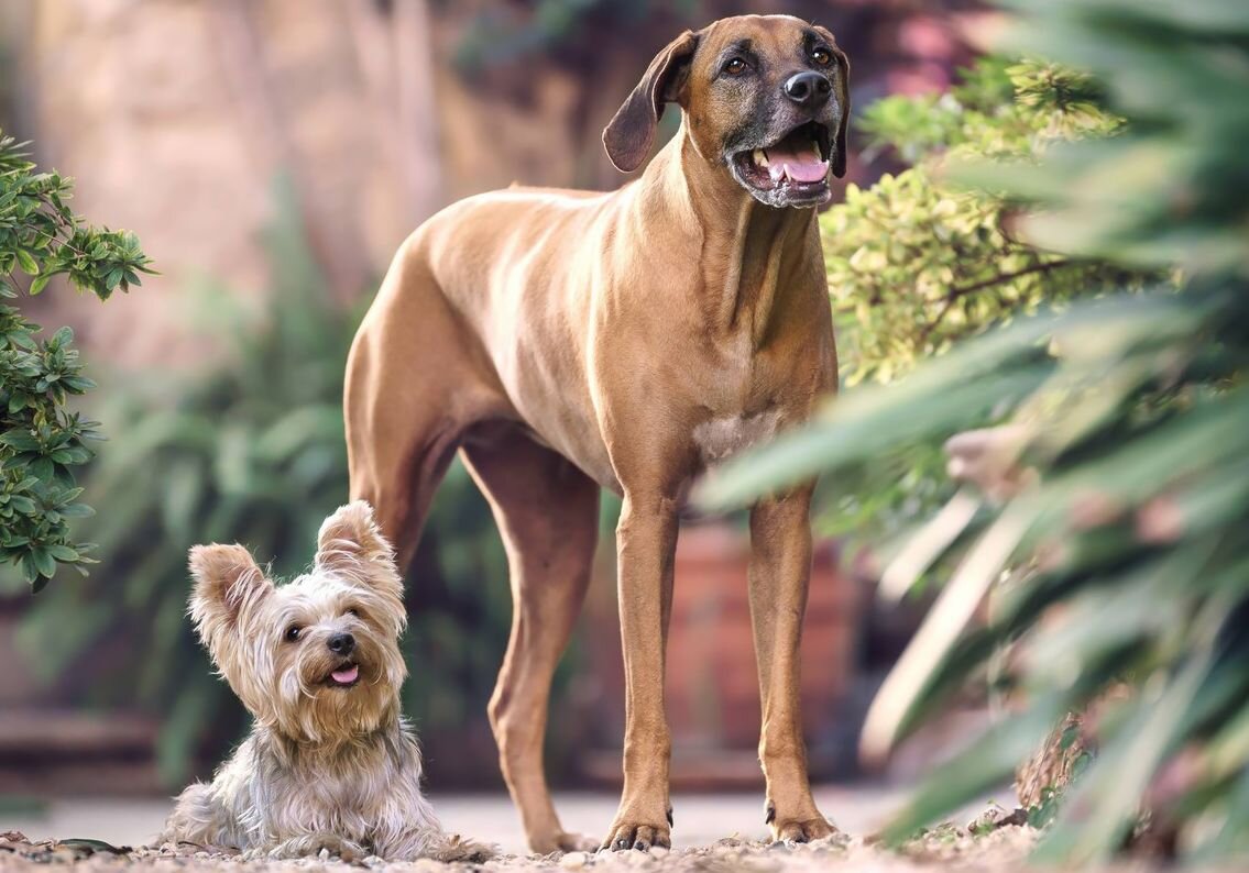 Выбирайте ту собаку, с которой сможете справиться