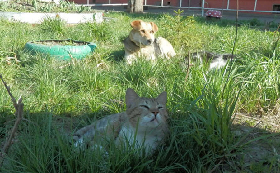 Дворовые коты и собаки: друзья, а не противники. 
