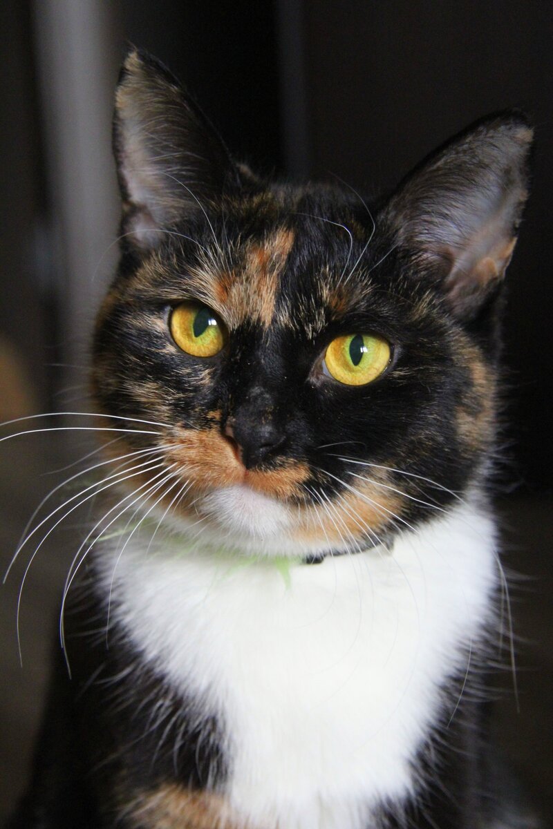 Кошка Клеопатра, она же Клео, она же Клёпыч. Сильная прекрасная молодая женщина. Возраст около 2 лет, здорова, стерилизована, привита