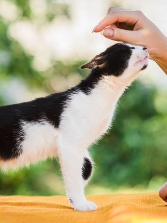 Что такое фелинотерапия?