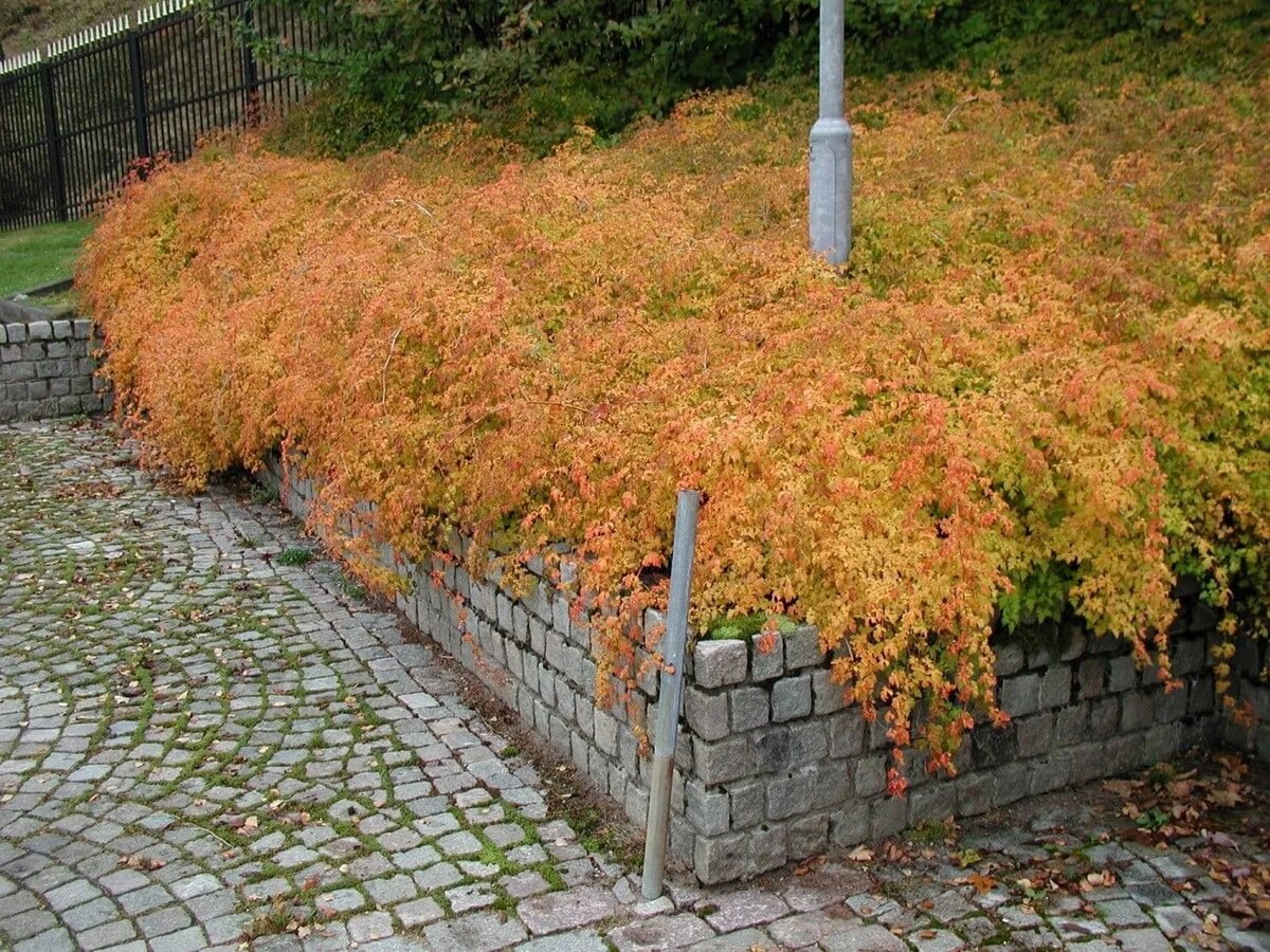 Стефанандра фото и описание кустарника в ландшафтном