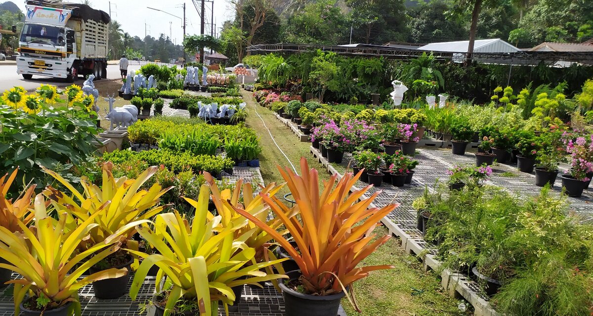 Провинция Краби, один из придорожных питомников