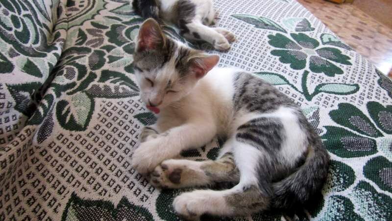 Собственное фото автора. Боня