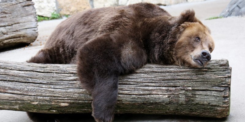 Впервые после зимней спячки медведи начнут гулять в наружном вольере с 6 марта. Понаблюдать ними можно в экспозиции «Остров зверей» на новой территории зоосада.