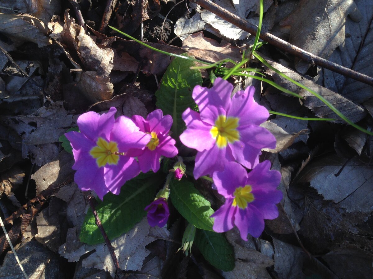 прекрасные первоцветы ❤️