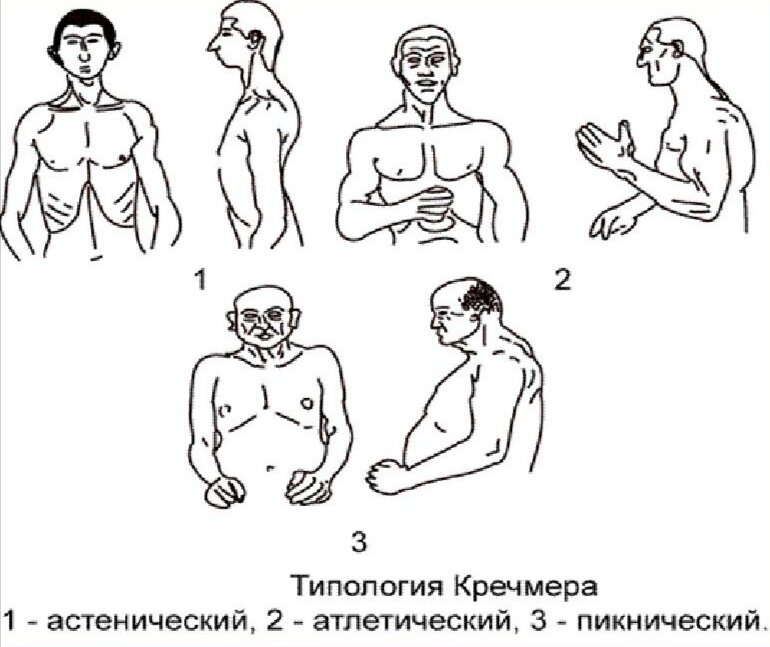 Психосоматические конституциональные схемы э кречмера и у шелдона