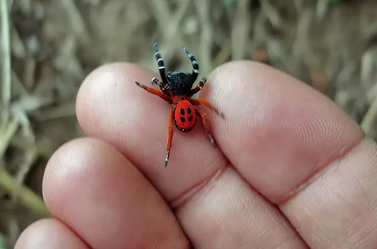 Паук-божья коровка (Eresus cinnaberinus)