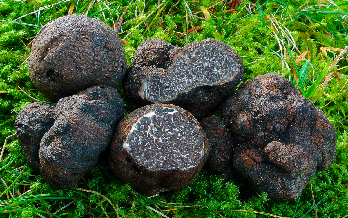 Черные грибы виды. Олений трюфель (Elaphomyces granulatus). Элафомицес ("Олений трюфель". Трюфеля чёрного (Tuber melanosporum). Элафомицес зернистый, Олений трюфель – Elaphomyces granulatus.