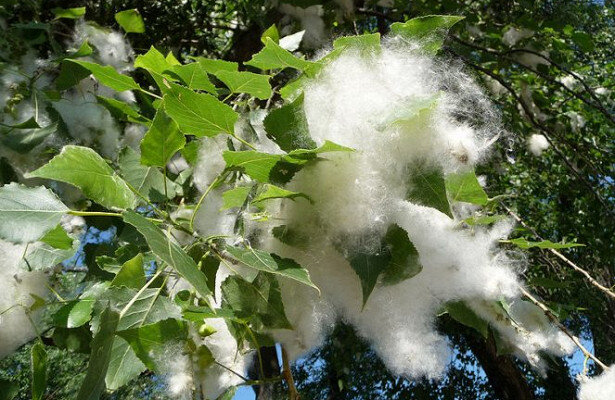 У  вас тоже зачесался нос?