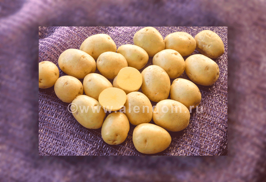 Семенные клубни картофеля Гала.