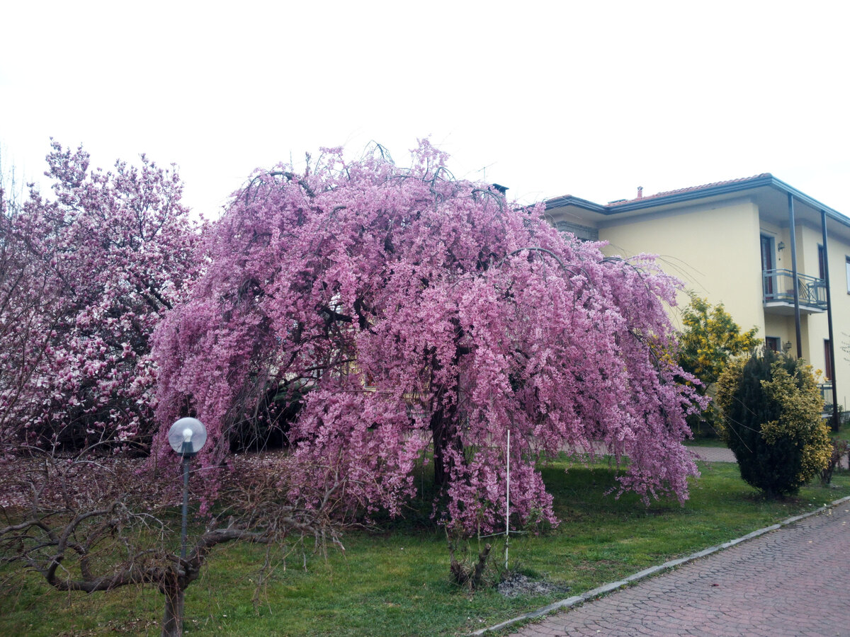 Розовые красавицы