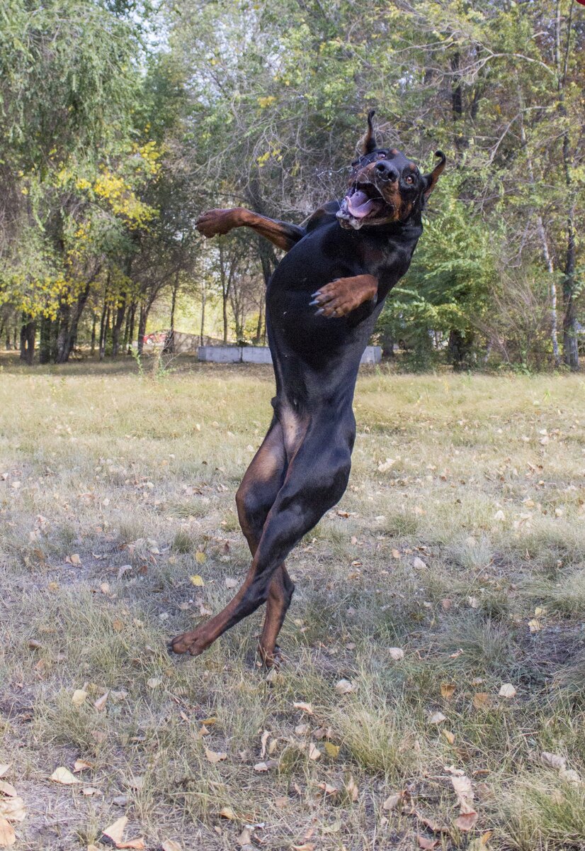 Игра с доберманом. Фотограф Виктория.