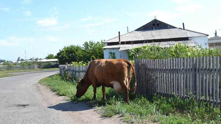 Деревня содержание. Продажные коровы в селе. Коровы в Песчанке. Коровы Артинский район. Телята село Тараданово.