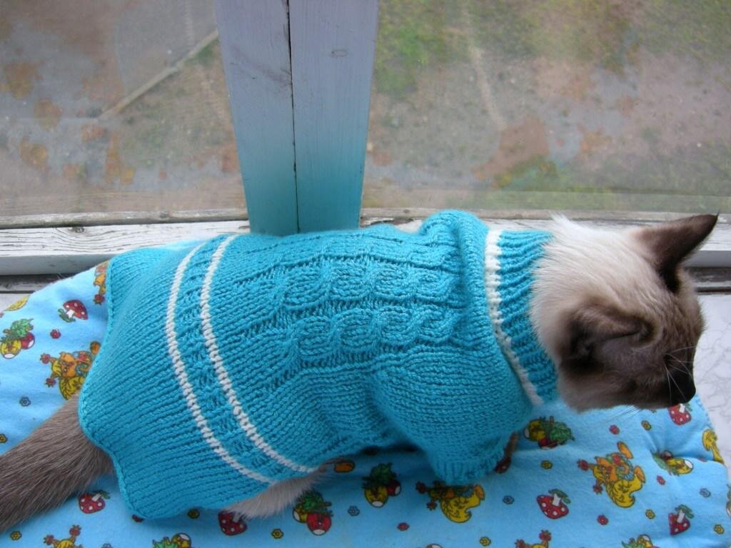 озадаченный котик