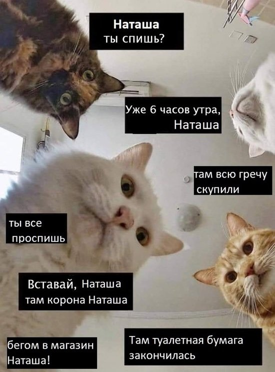 Тревожные мысли подобны этим кошкам. Нужно уметь с ними ладить, а то заставят делать все, что они захотят.