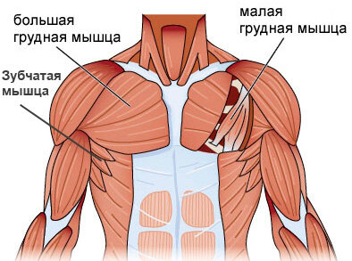 Как начакать грудь без спортзала