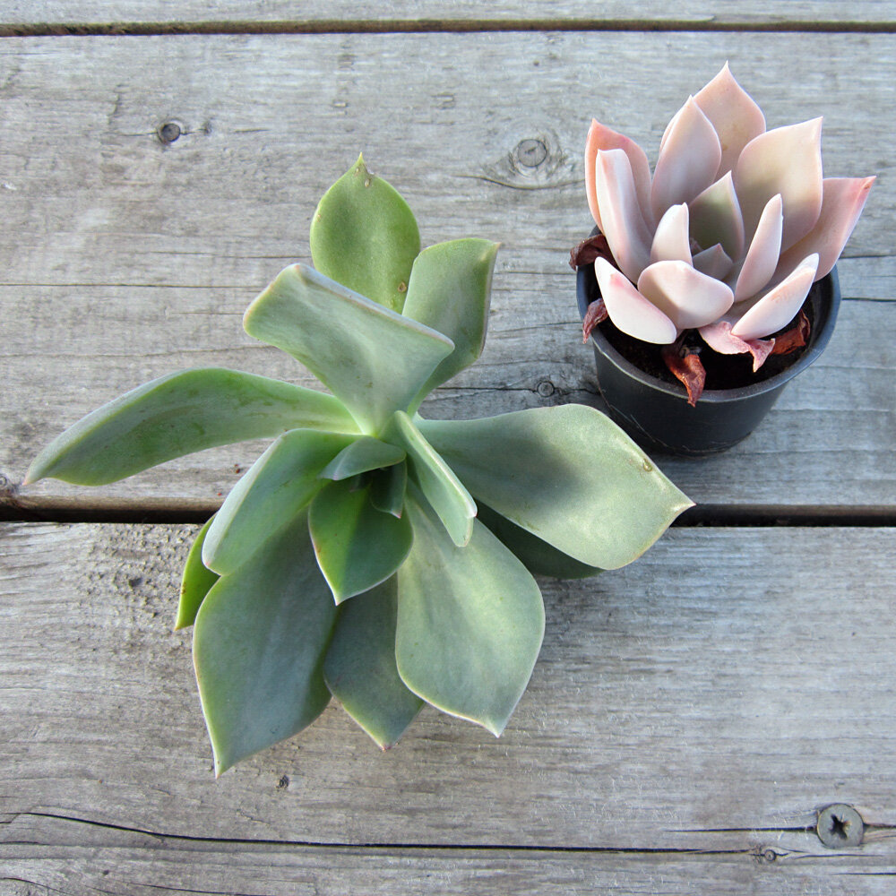 Граптоверия "Дуглас Хат"