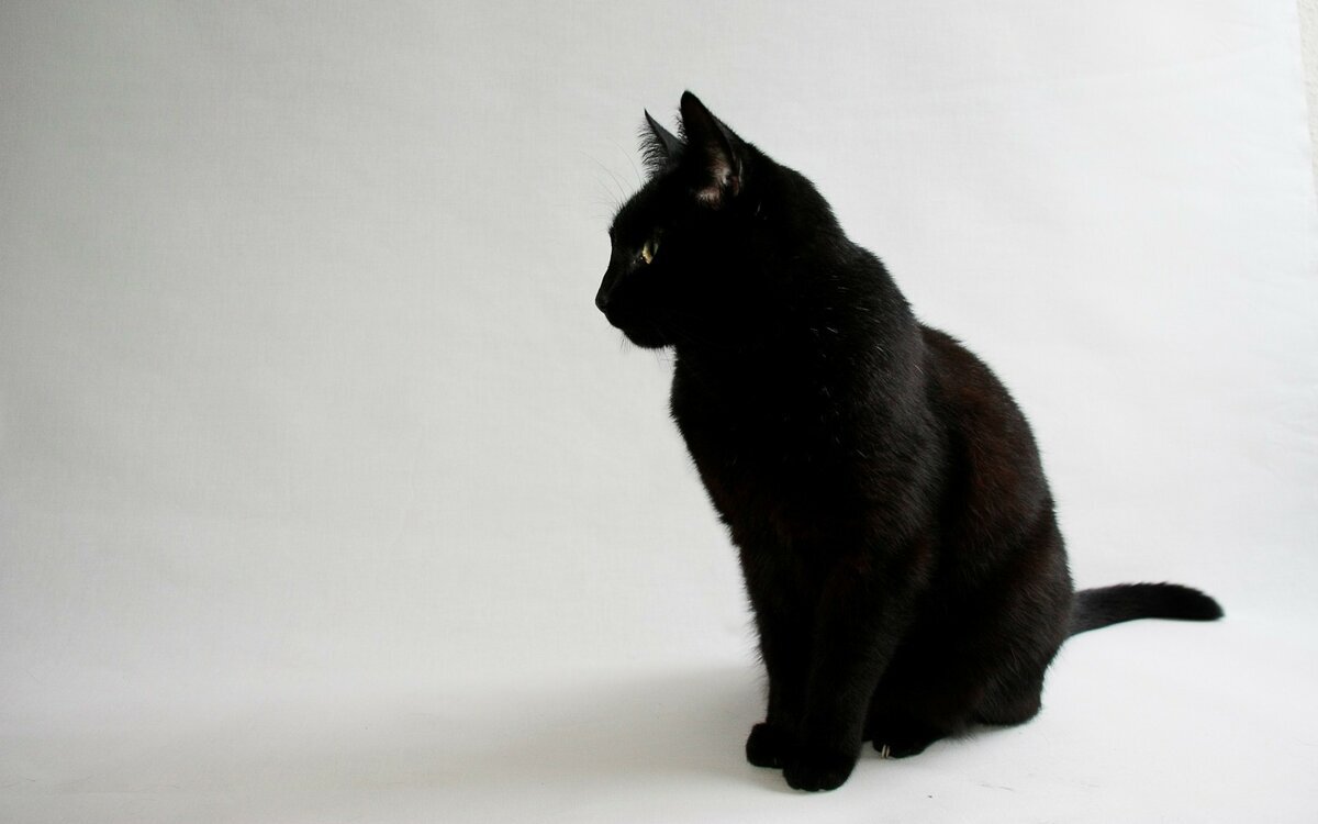  Приметы связанные с черными кошками в основном говорят о чем то плохом.А так ли это? Отрицательное отношение к черным кошкам появилось в средние века.-2