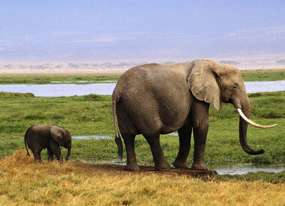 Слоны могут определить ваш пол, возраст и этническую принадлежность по  голосу. Факты о них. | Татьяна Волкова | Дзен