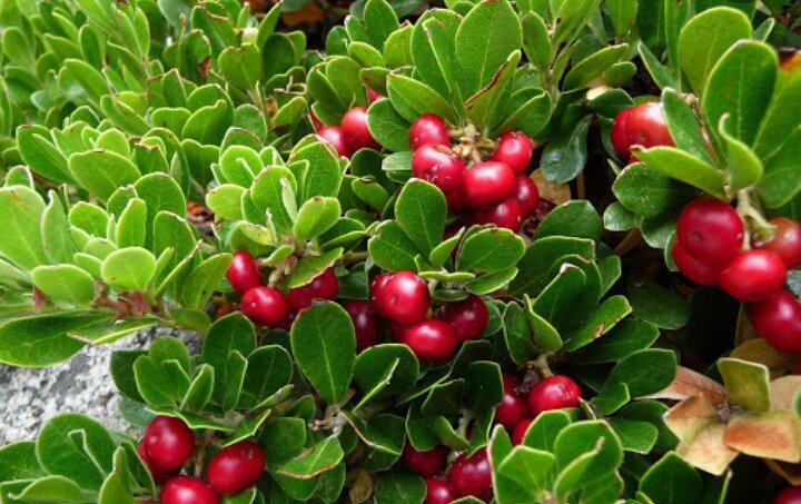 Толокнянка