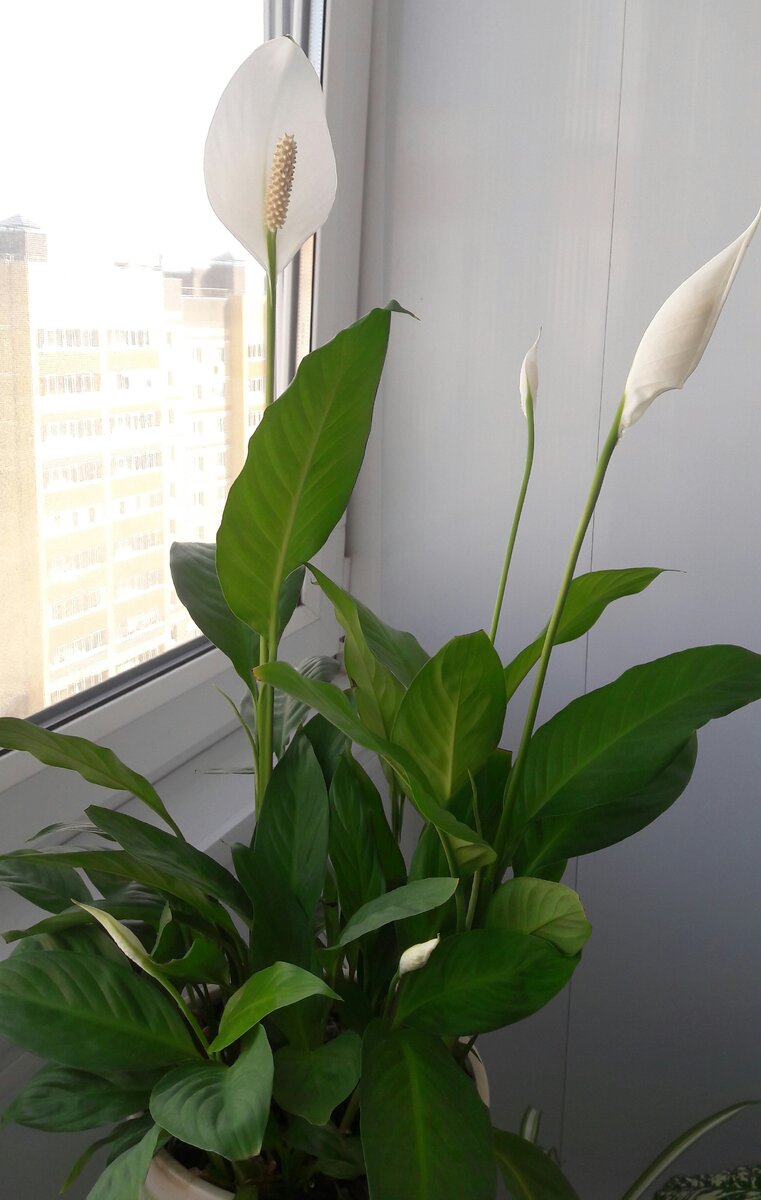 Красавец спатифиллум расцвел невероятно красиво. 