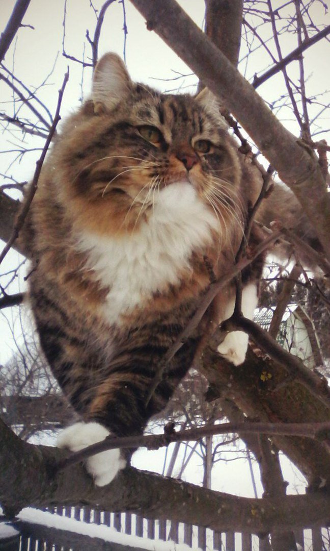 Увы, подходящих летних фото этого красавца у меня не нашлось.