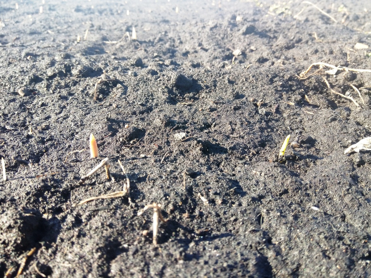 Всходы озимого чеснока, появились очень быстро и дружно.