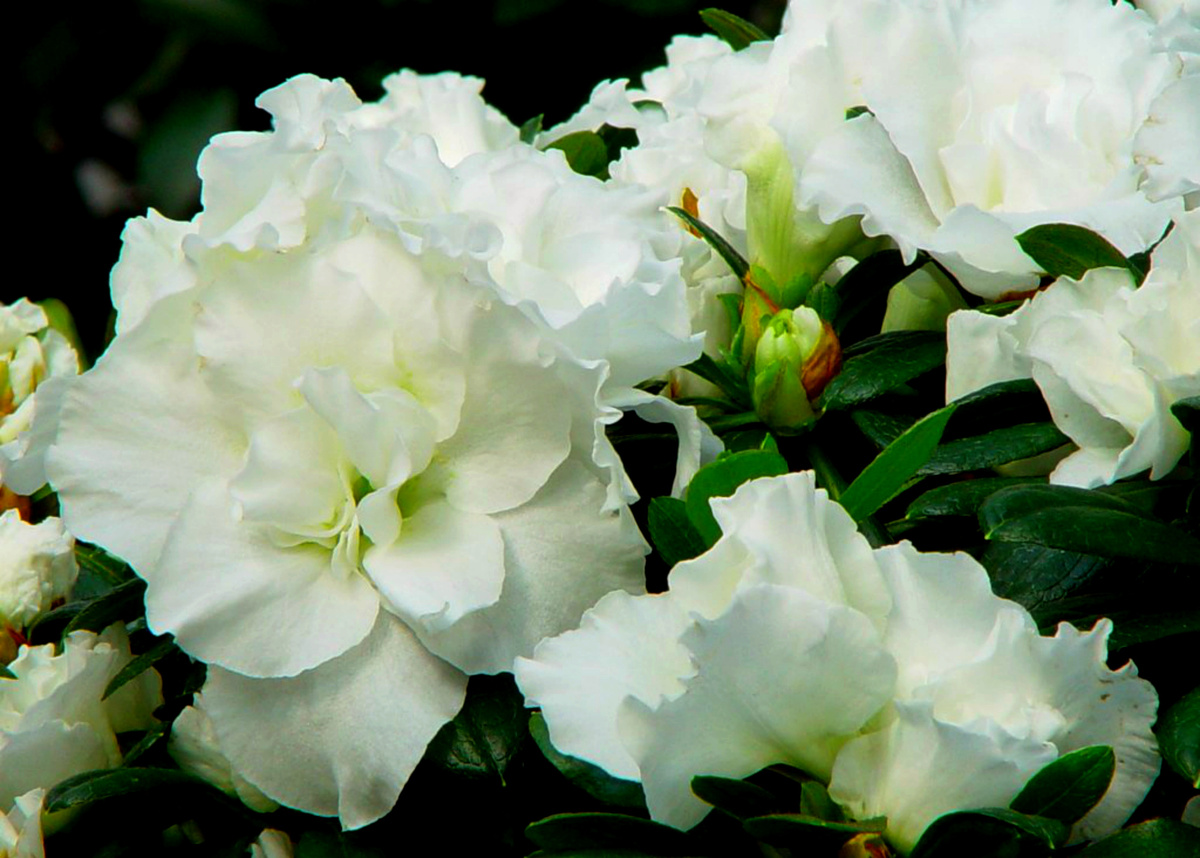 Белоснежная азалия