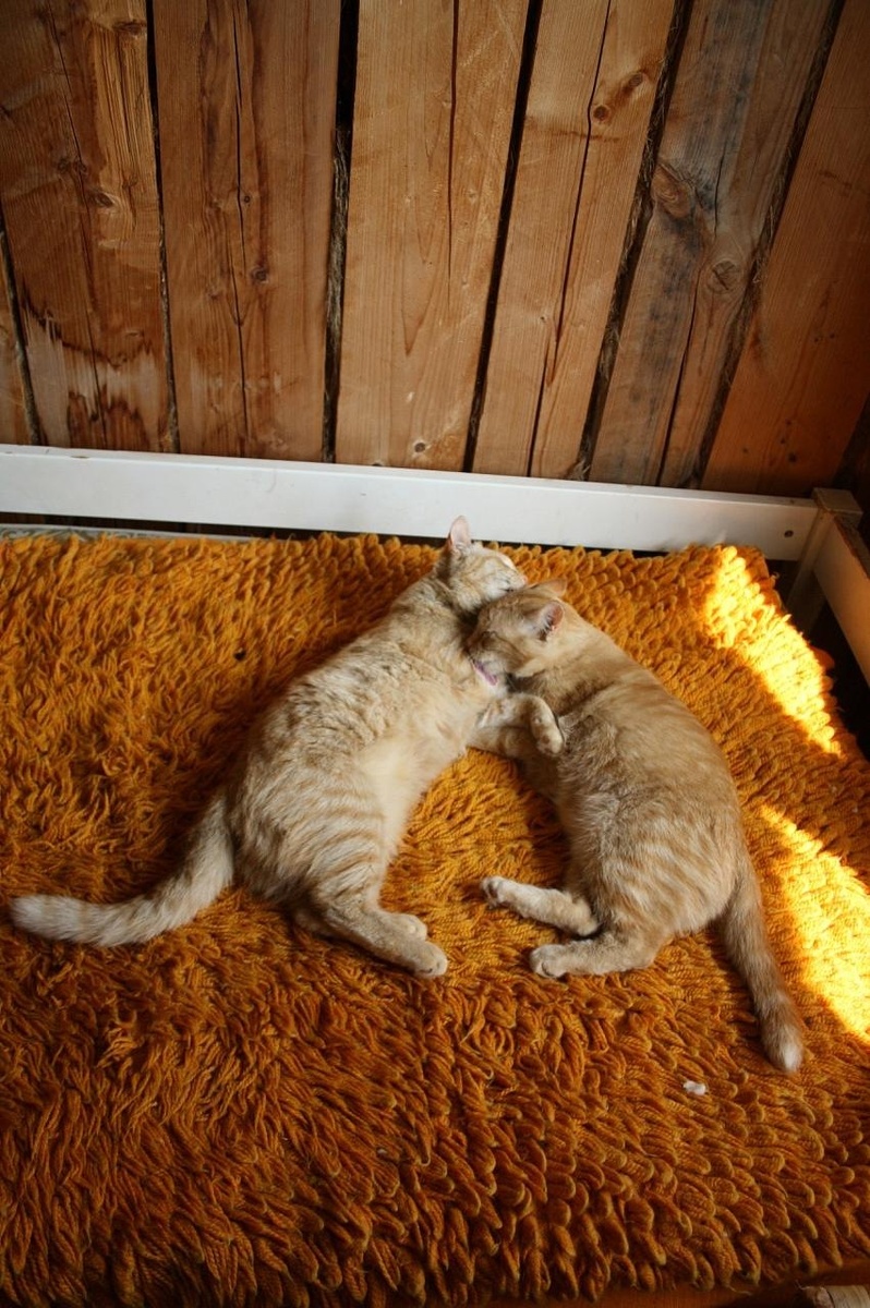 Рыжие сестры