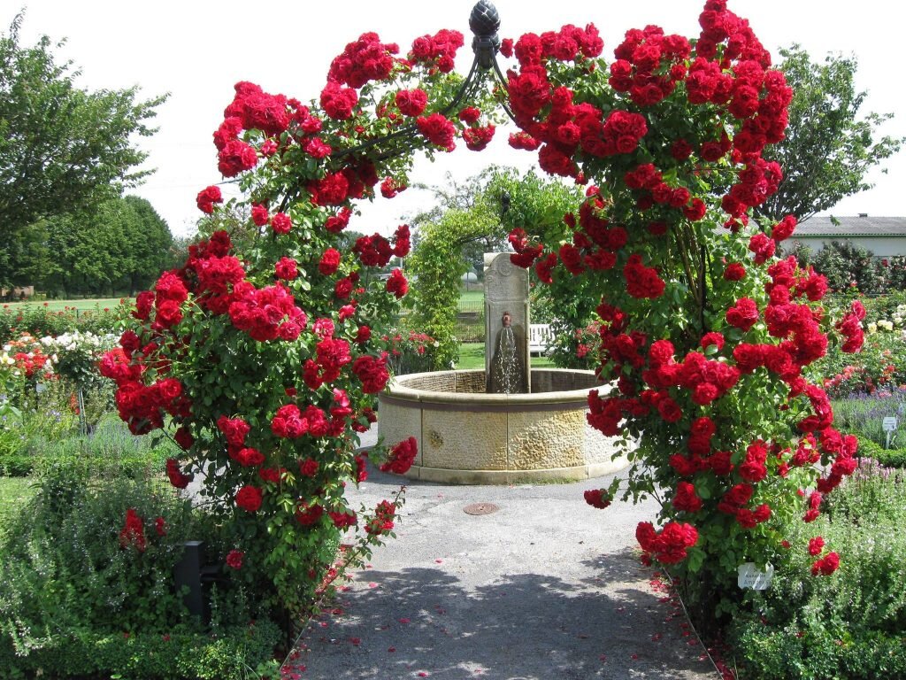 Плетистые крупноцветковые розы. 5 самых красивых красных сортов