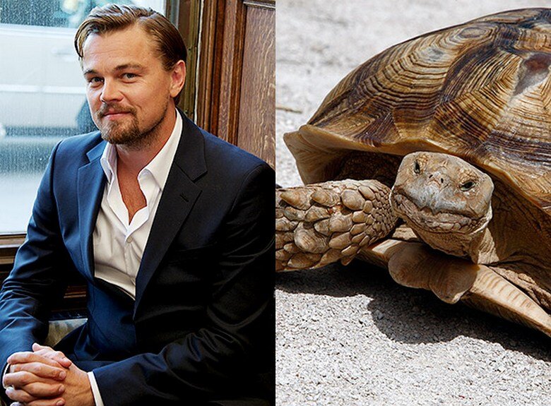 Лео ДиКаприо и его черепаха Сульката